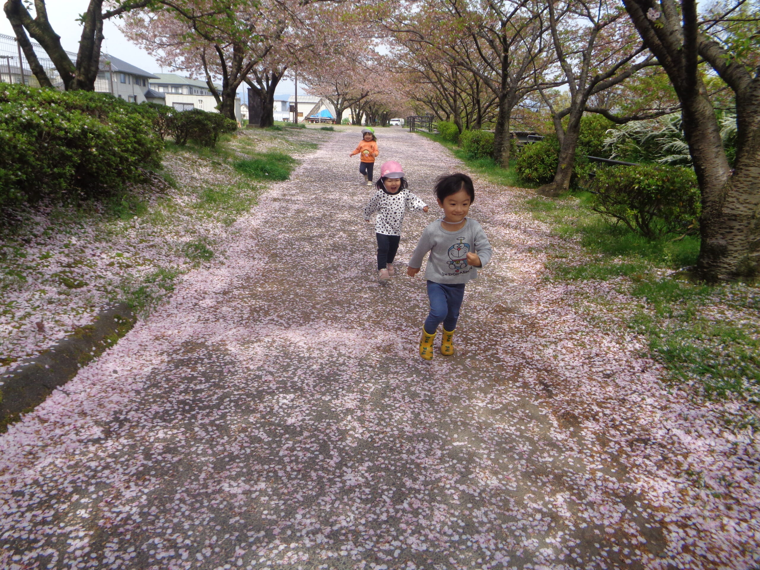 blog_futaba‖桜のじゅうたん