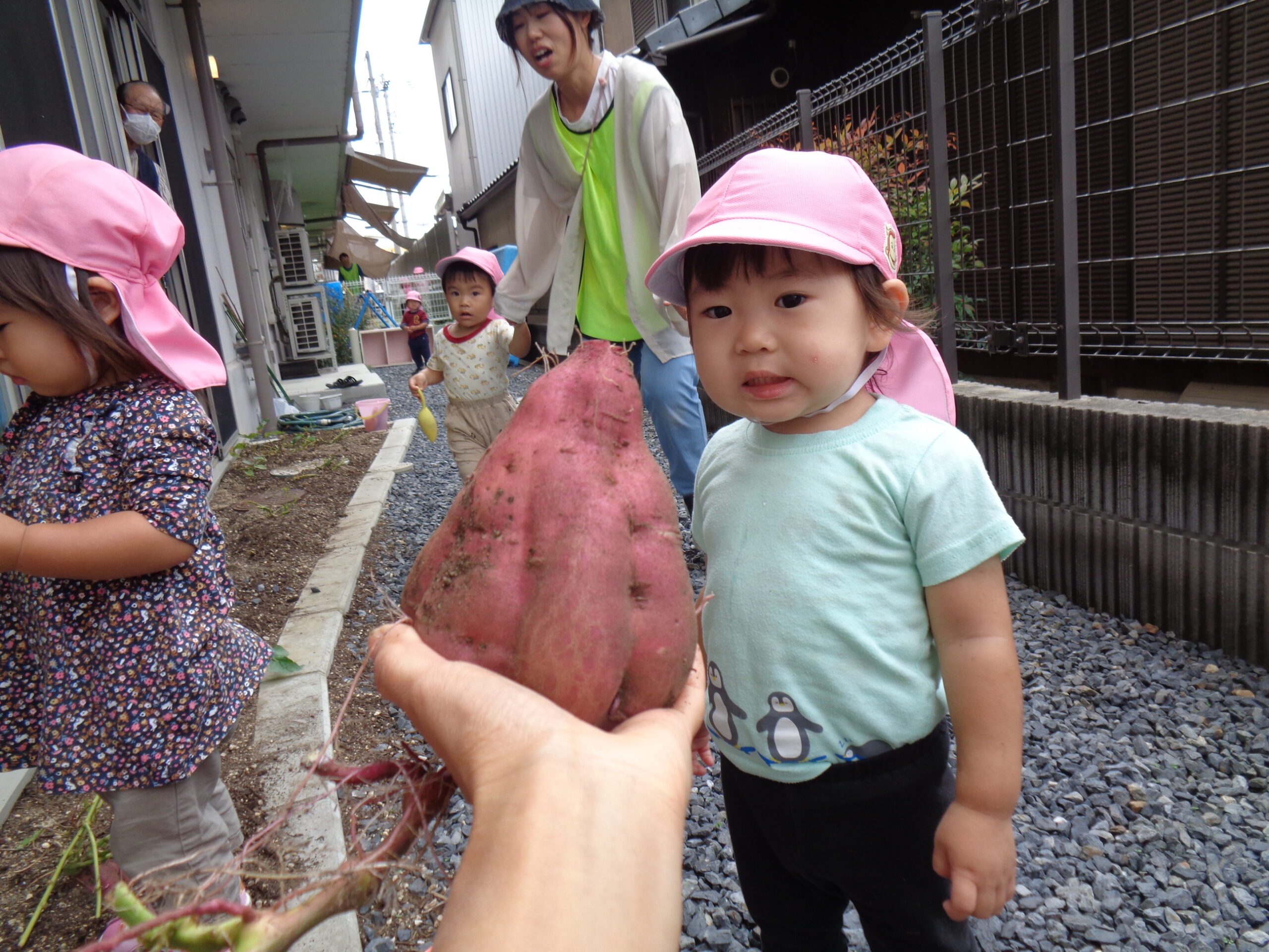 お芋ほり