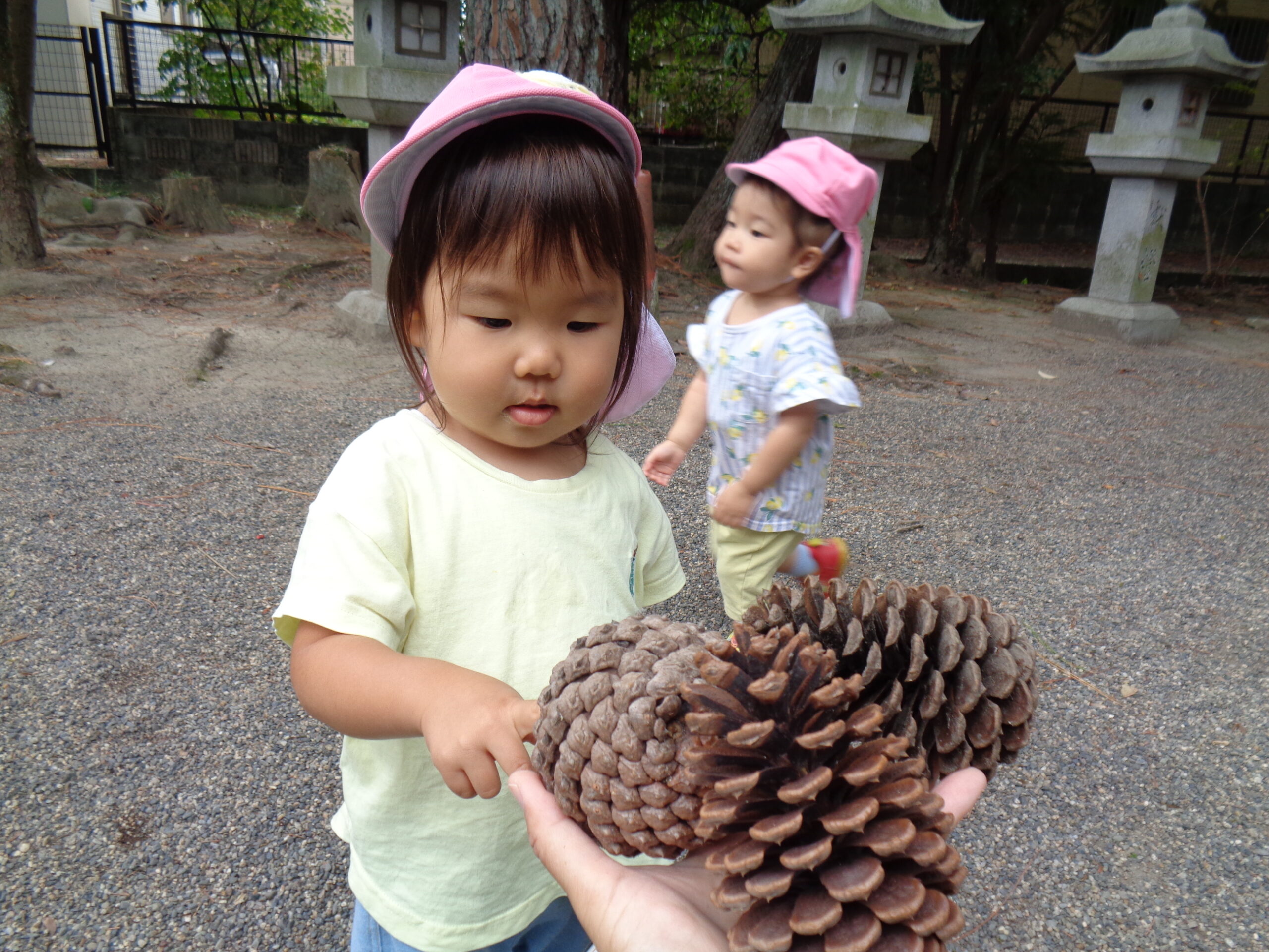 大きいまつぼっくり見つけてきたよ！