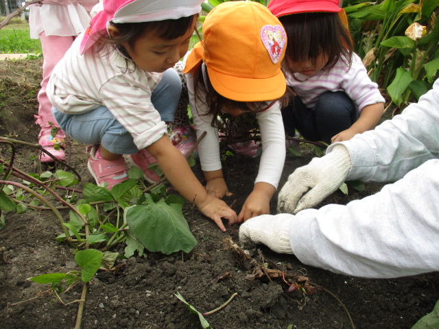 下之郷の 大﨑さんにお世話になり芋ほり体験をさせて頂きました。「土のにおいがするー」「がんばれー」「うんとこしょ・どっこいしょ」と楽しい声が響き渡りました。大﨑さんにをおいもをふかしてもらって畑でおいもを食べさせてもらいました。とってもおいしかったです。ありがとうございました。