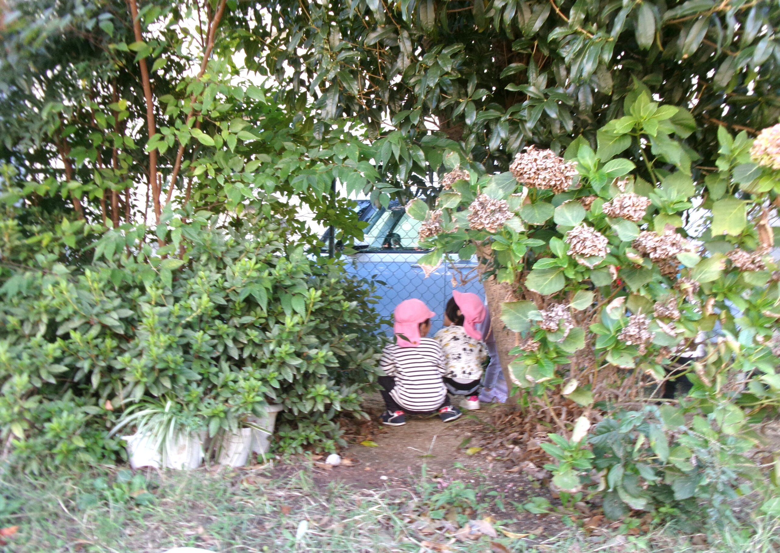 連携園の交流会に参加しました。かくれんぼをしたり、追いかけっこをしたり、花梨の香りをかいだり、秋の晴天を楽しく過ごしました！