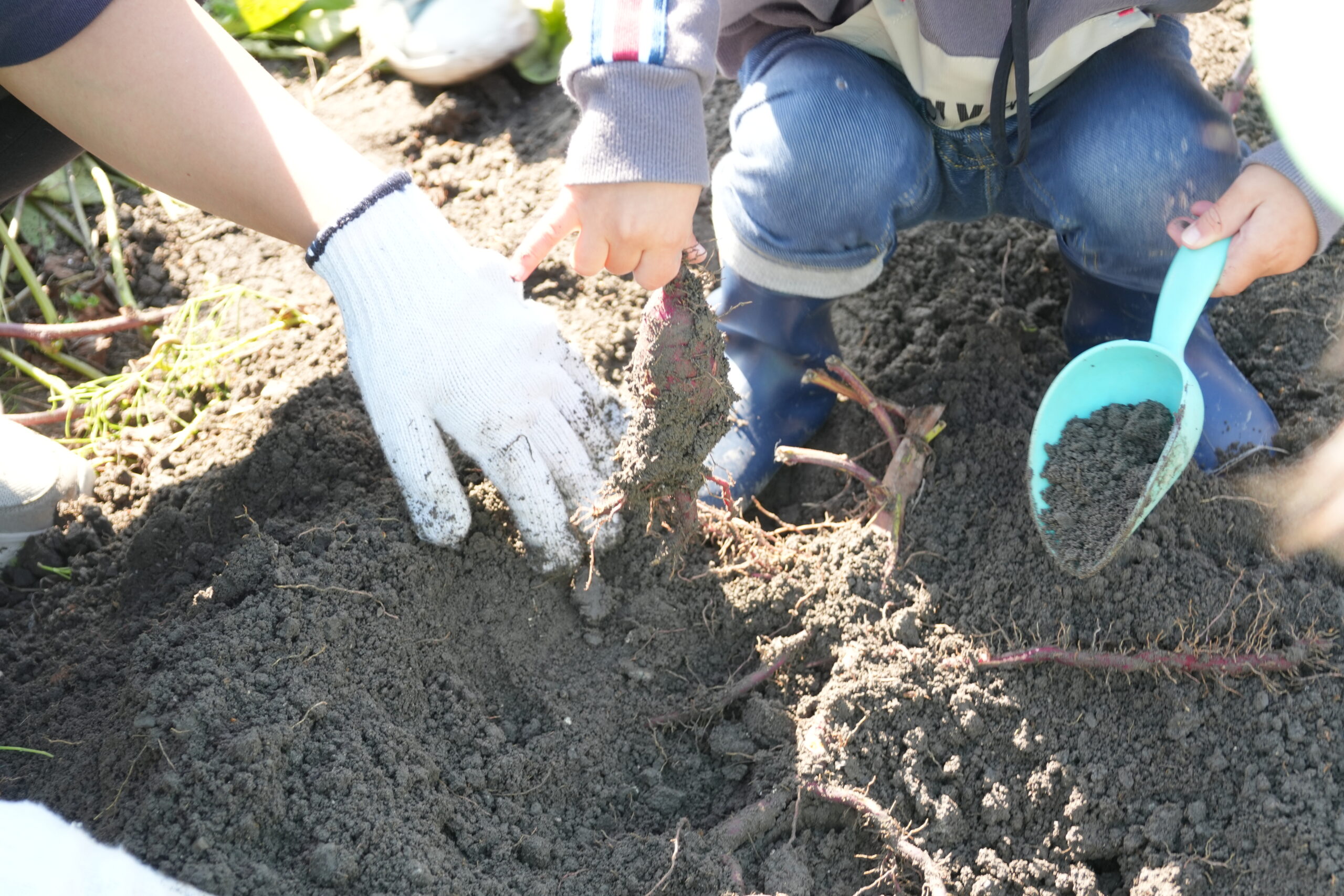 芋ほりに行ったよ♪