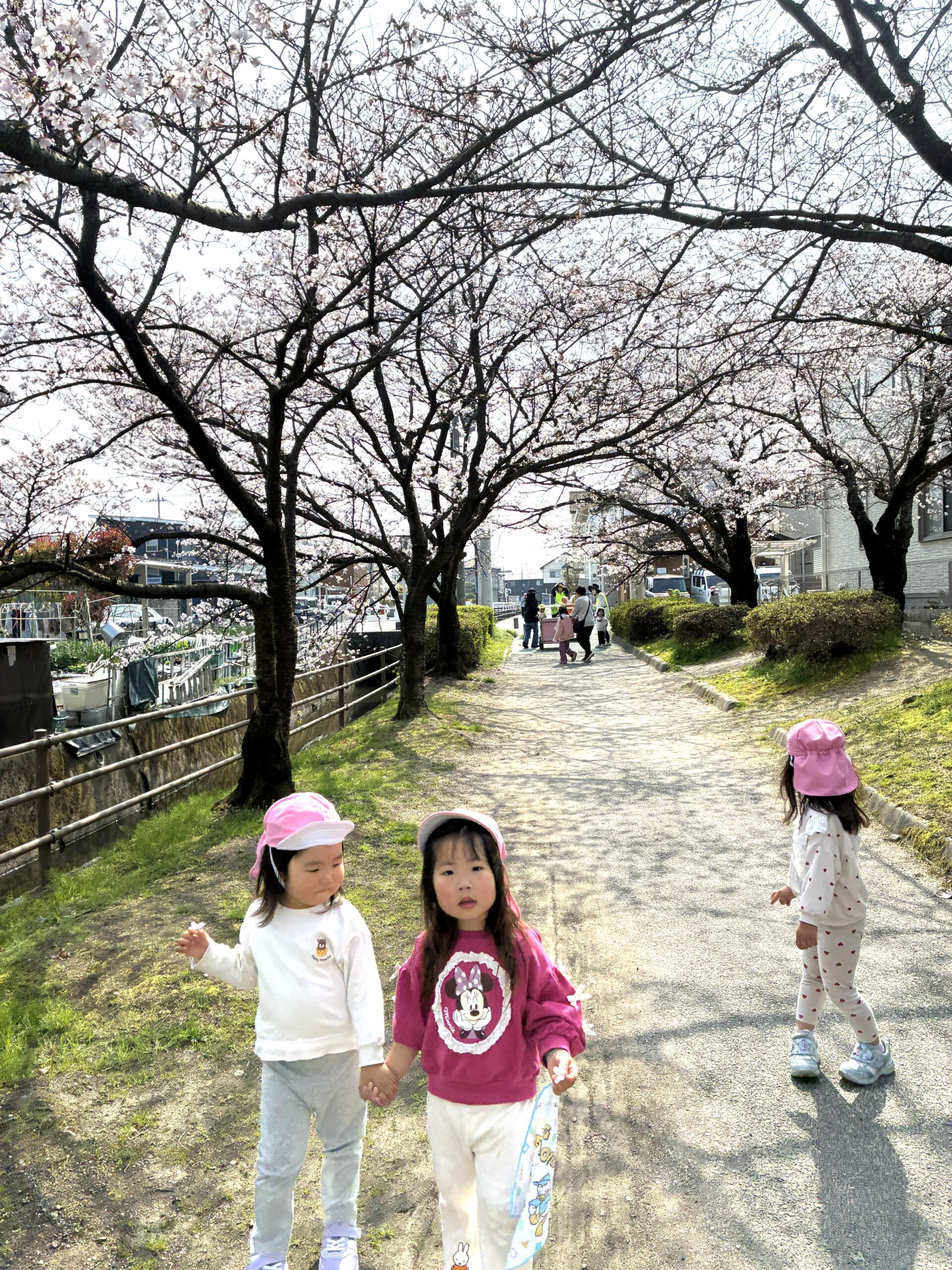 2歳児さん最後のお散歩！大好きなお友だちと桜のトンネルで素敵な思い出ができました♪いっぱいのありがとうをプレゼント～♬