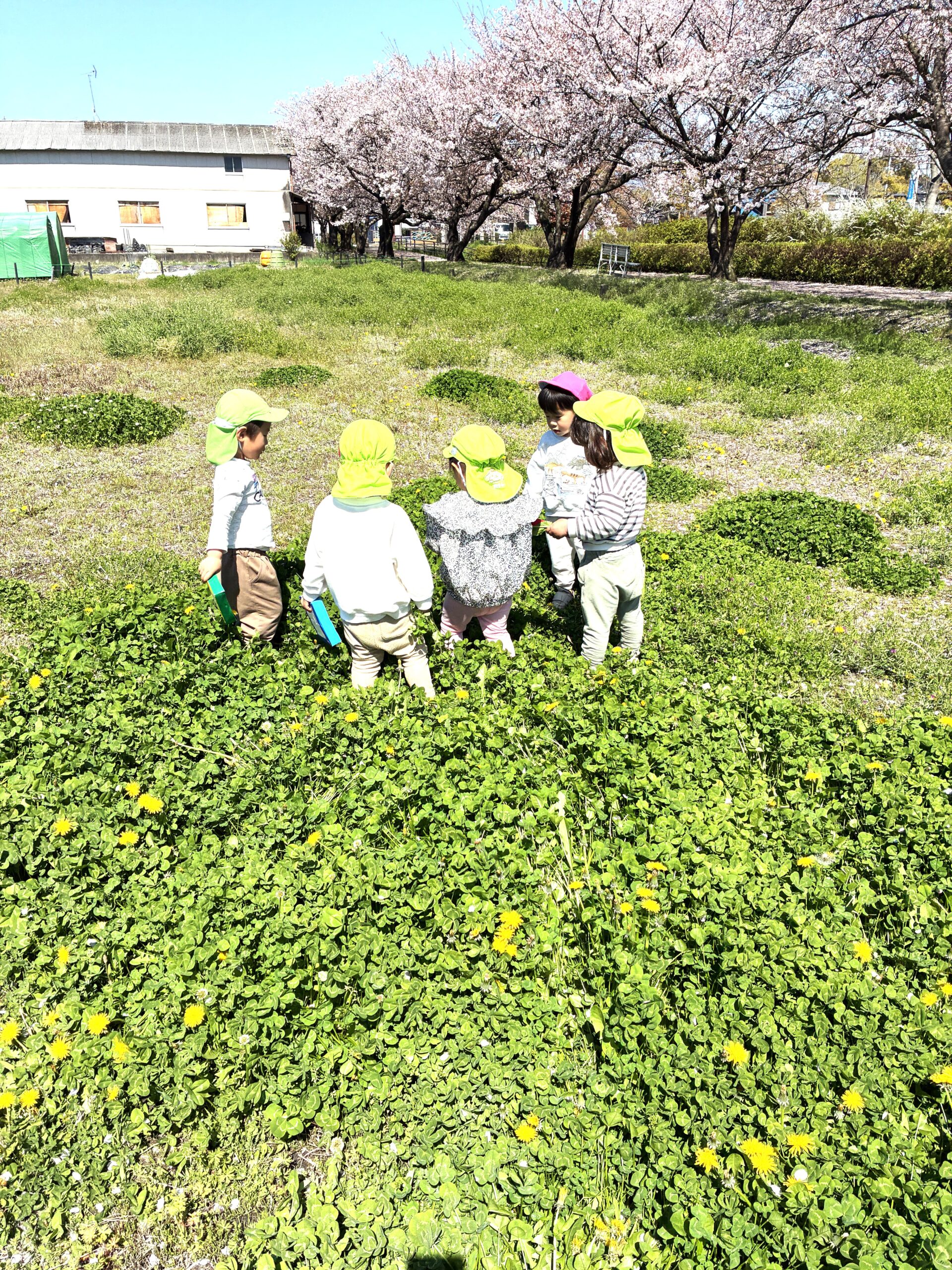 2歳児さん～！たんぽぽ畑にしゅうごう～～♬なにしゃべっているのかなぁ～（笑）