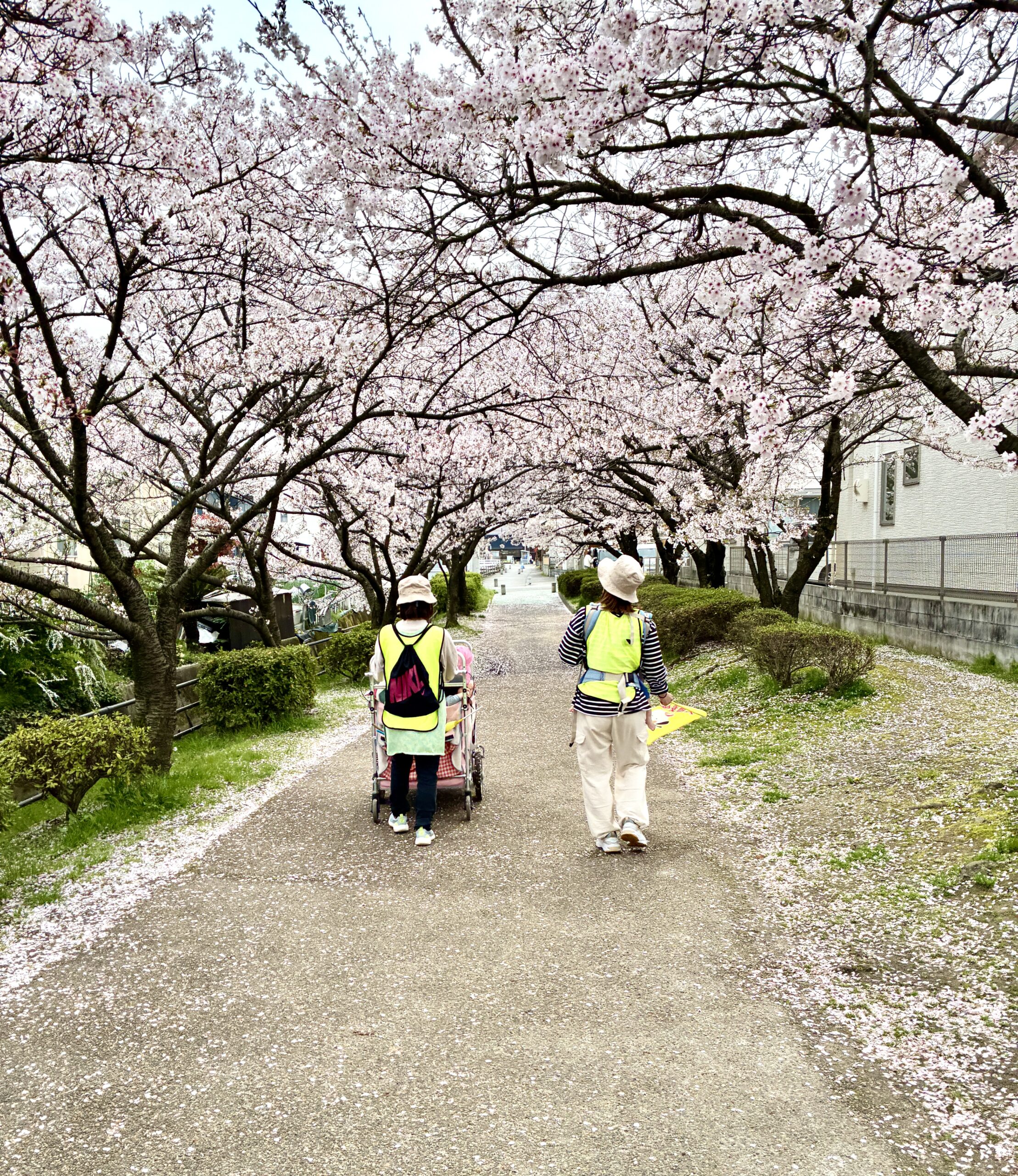 今日は新入園児さんのお散歩。慣らし保育中だけど、少しづつ先生との信頼関係もできつつあります。桜のトンネル、きれいだね〜！
