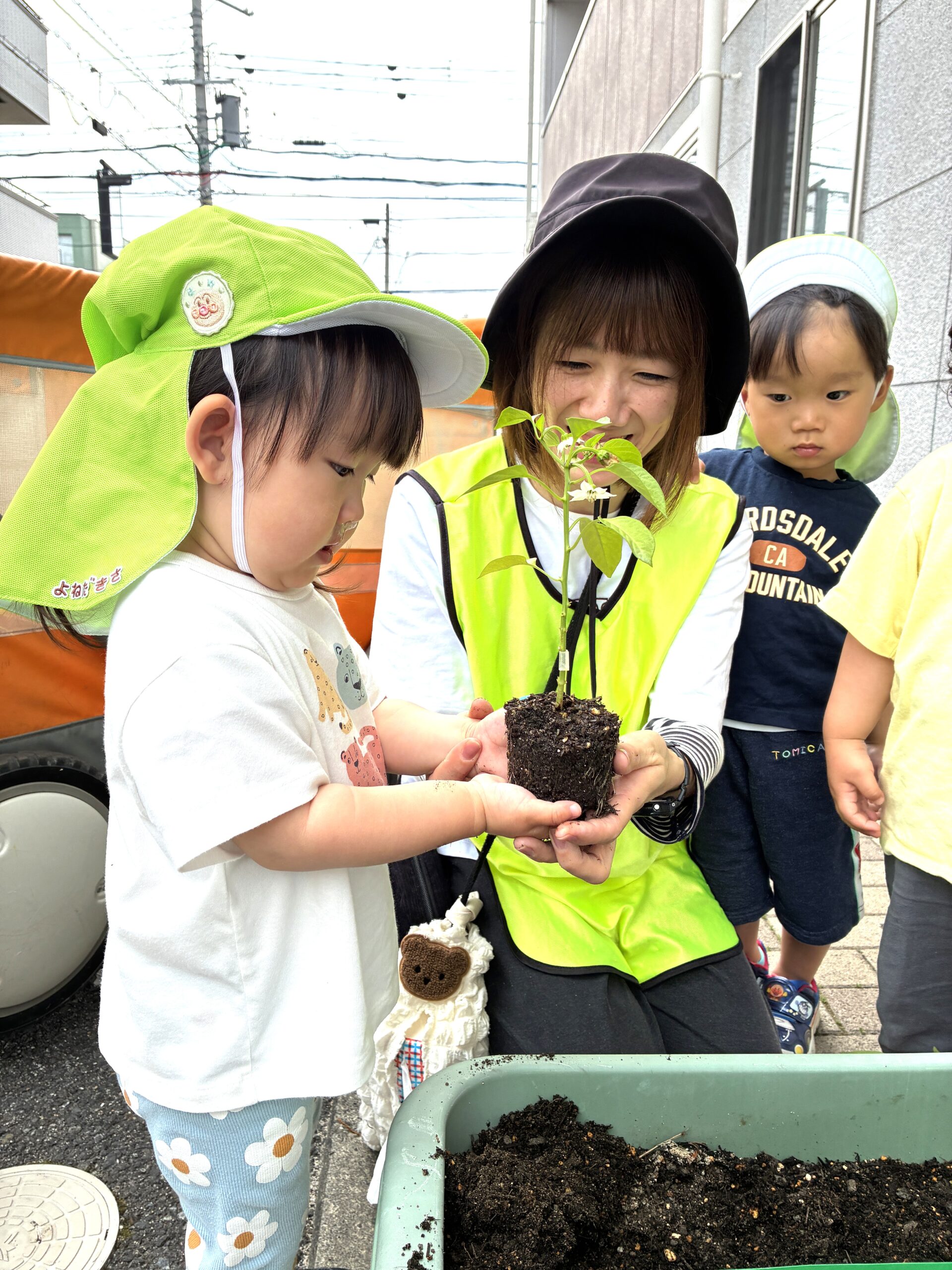 2歳児さんでオクラ・なす・ピーマン・トマトを植えました！「おおきくな〜れ！おいしくな〜れ！」
