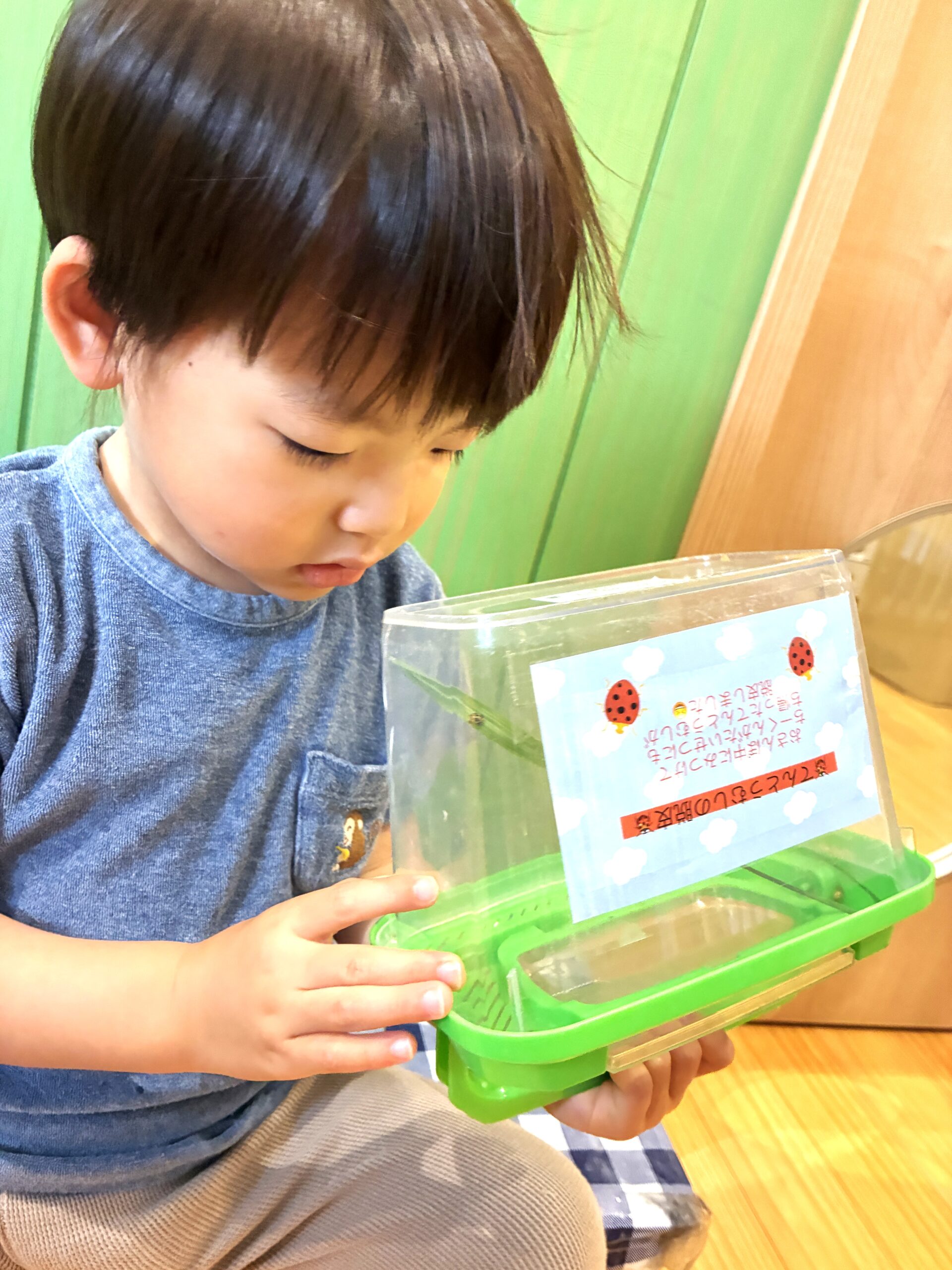 てんとう虫が脱皮したよ！すごーーーい！！