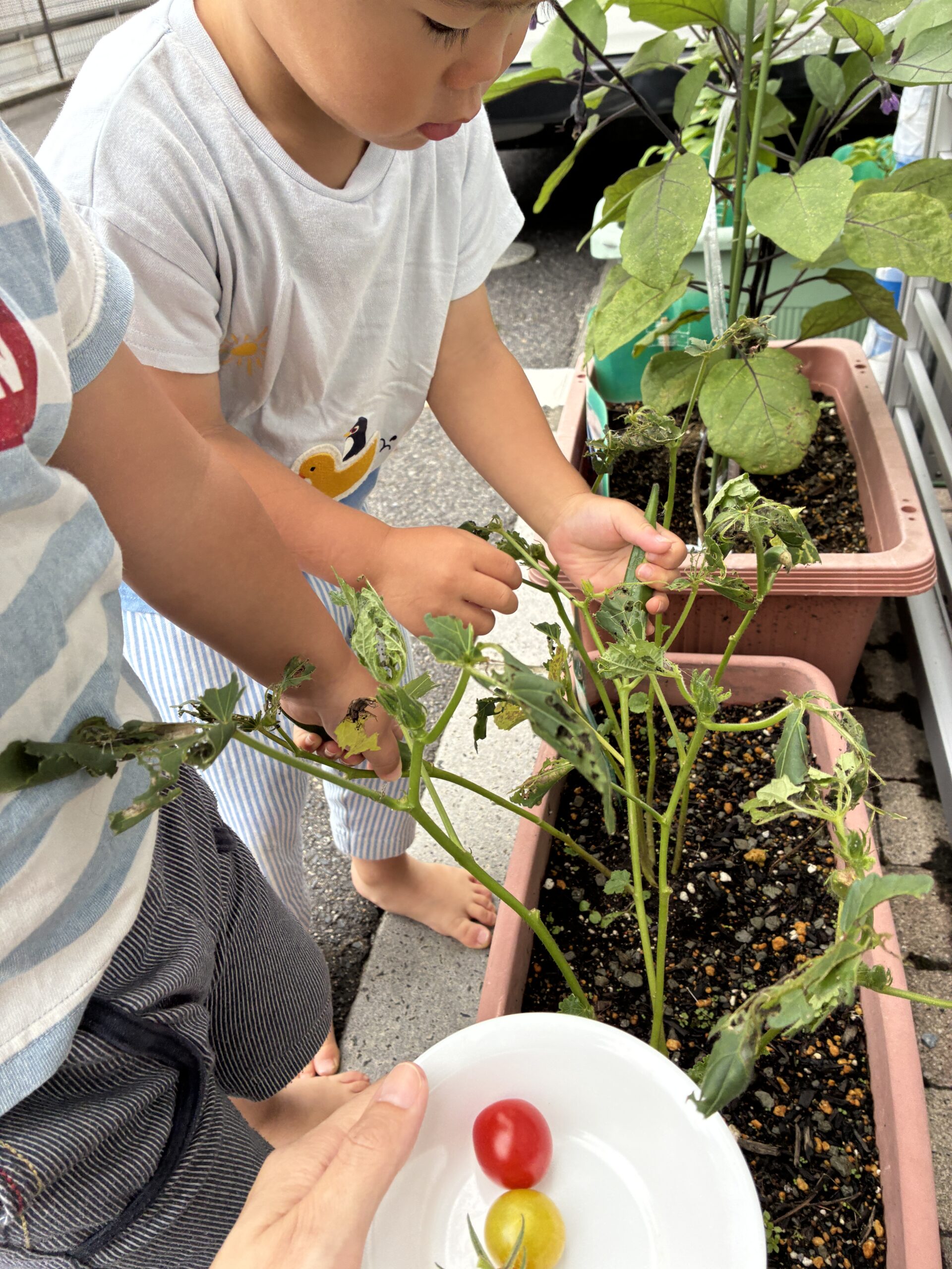 みんなで植えた野菜を収穫！「とってもいいよ！！」先生のこの言葉をみんな、首を長～くして待ってました♬